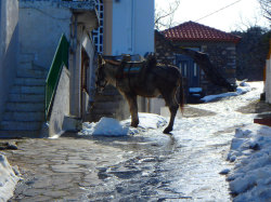 Donkey+Snow+Winter_Crete