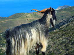 Goat-View-Crete-Winter-Holiday