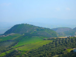 Olive+Fields+On+Crete
