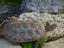 Turtle-On-Crete-Holiday-Spotting