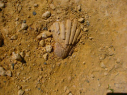 Fossiles-on-Crete-Walk-Holiday