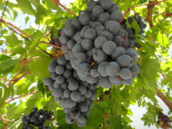 Grape-on-crete-wine-making