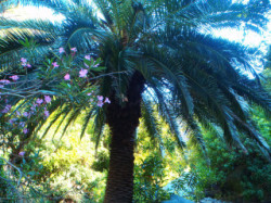 Palm-Tree-On-Crete-Holiday