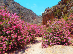 Walking-and-flowers-on-crete