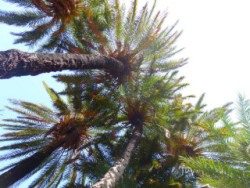 Palm trees on Crete