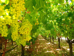 Vineyards on Crete