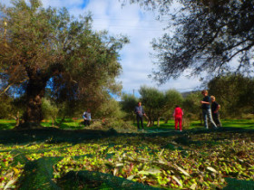 Olive harvest on Crete
